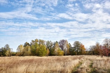 Gökyüzüne ve çayırlara karşı renkli orman. Ağaçların güzel manzarası ve mavi gökyüzü arka planı