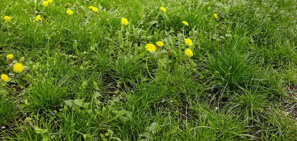 Baharda sarı karahindibalı yeşil çayır. Yerdeki sarı bahar çiçeklerine yakın çekim