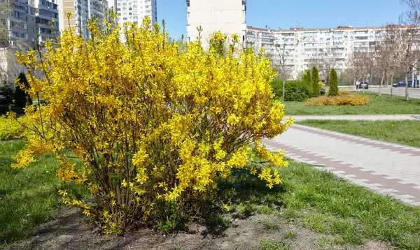 Baharda sokağın ortasında çalı çiçekleri açıyor. Güneşli bir günde sarı çiçekli bir çalı dalı