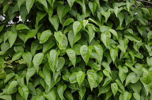 Dal üzerinde güzel yeşil leylak yaprakları. Doğa için taze bahar arkaplanı