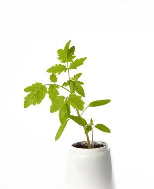 Beyaz arka planda izole edilmiş tencerede taze domates tohumları. Taze domates filizleri.