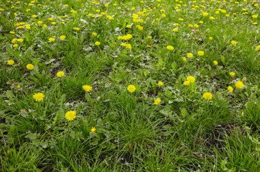 Baharda sarı karahindibalı yeşil çayır. Yerdeki sarı bahar çiçeklerine yakın çekim