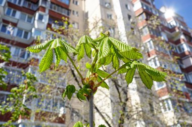 Kestane kestanesi doğanın arka planına karşı, yakın plan. Bahar zamanı kestane ağacı çiçekleri. Seçici odak, bulanık arkaplan