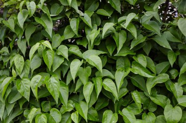 Dal üzerinde güzel yeşil leylak yaprakları. Doğa için taze bahar arkaplanı
