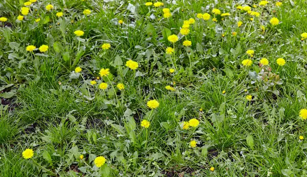 Baharda sarı karahindibalı yeşil çayır. Yerdeki sarı bahar çiçeklerine yakın çekim