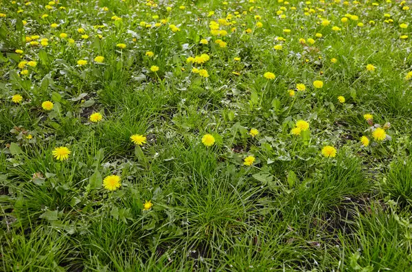 Baharda sarı karahindibalı yeşil çayır. Yerdeki sarı bahar çiçeklerine yakın çekim