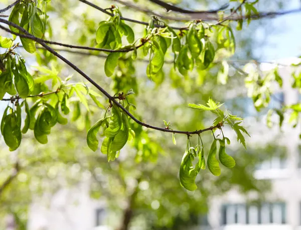 İlkbaharda Kutu Yaşlısı (Acer negundo) ya da kül yapraklı akçaağaç yaprakları. Bulanık resim, seçici odak