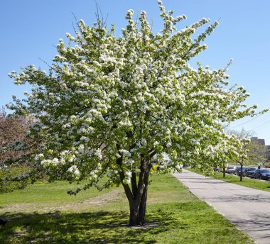 Güzel beyaz armut çiçeği. Çiçekli armut ağacı. İlkbaharda çiçek açan ağacın yumuşak odak görüntüsü
