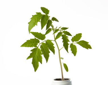 Beyaz arka planda izole edilmiş tencerede taze domates tohumları. Taze domates filizleri.