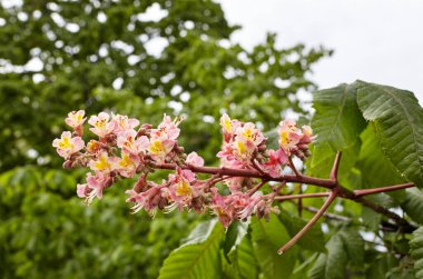 Dal kırmızısı kestane, yemyeşil yaprakların arka planında, yakın plan. Bahar zamanı kestane ağacı çiçekleri. Seçici odak, bulanık arkaplan