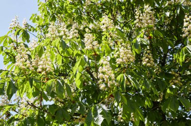 Kestanenin dalları yemyeşil yaprakların arka planında, yakın plan. Bahar zamanı kestane ağacı çiçekleri. Seçici odak, bulanık arkaplan