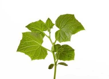 Beyaz arka planda izole edilmiş salatalık tohumları. Taze salatalık filizleri.