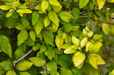 Güneşli bir günde yeşil yapraklı Forsythia dalı. İlkbaharda çalı