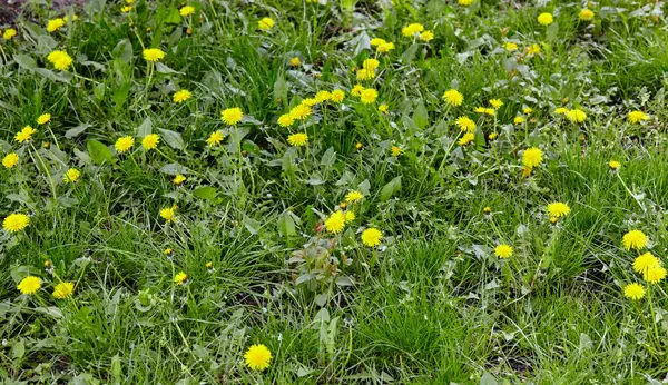 Baharda sarı karahindibalı yeşil çayır. Yerdeki sarı bahar çiçeklerine yakın çekim