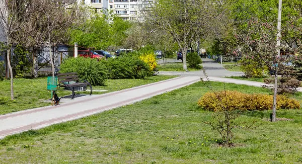 Avrupa 'nın başkenti Kyiv' de çiçek açan ağaçlar ve süslü çalılarla çevrili bir dinlenme alanı. Baharda şehir parkında dinlenmek için bir yer.