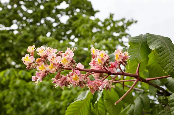 Dal kırmızısı kestane, yemyeşil yaprakların arka planında, yakın plan. Bahar zamanı kestane ağacı çiçekleri. Seçici odak, bulanık arkaplan