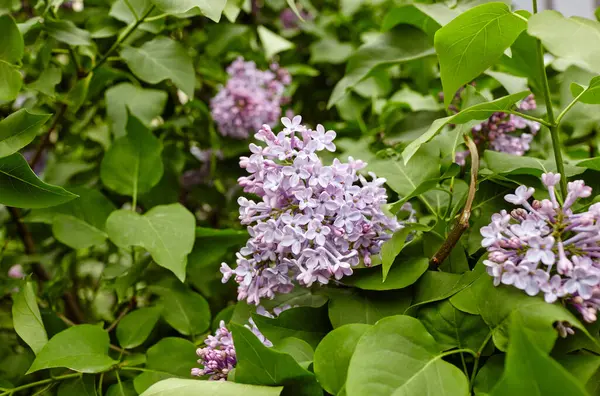 Yeşil arka planda güzel bir leylak çiçeği dalı, doğal bahar arkaplanı. Çiçekli leylak çalısı. Seçici odak, bulanık arkaplan