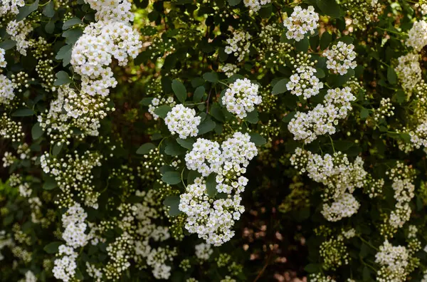 Çiçek çalısı Spiraea Vanhouttei parkta. Baharda güzel süs bitkisi
