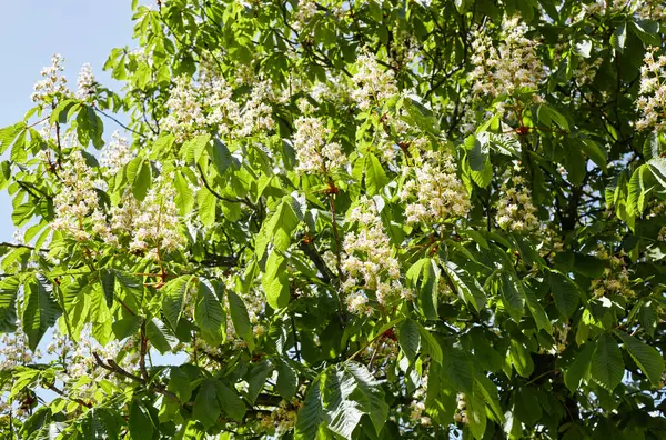 Kestanenin dalları yemyeşil yaprakların arka planında, yakın plan. Bahar zamanı kestane ağacı çiçekleri. Seçici odak, bulanık arkaplan