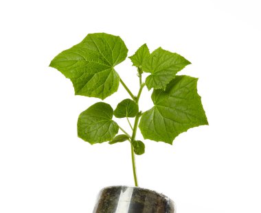 Beyaz arka planda izole edilmiş tenceredeki salatalık tohumları. Taze salatalık filizleri.