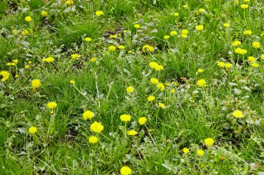 Baharda sarı karahindibalı yeşil çayır. Yerdeki sarı bahar çiçeklerine yakın çekim
