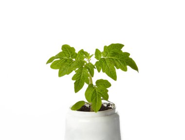 Beyaz arka planda izole edilmiş tencerede taze domates tohumları. Taze domates filizleri.