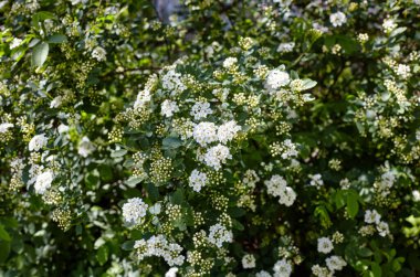 Çiçek çalısı Spiraea Vanhouttei parkta. Baharda güzel süs bitkisi