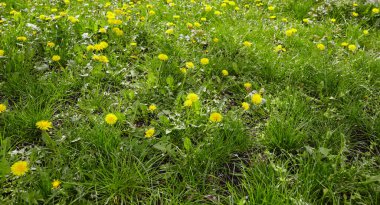 Baharda sarı karahindibalı yeşil çayır. Yerdeki sarı bahar çiçeklerine yakın çekim