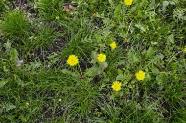 Baharda sarı karahindibalı yeşil çayır. Yerdeki sarı bahar çiçeklerine yakın çekim