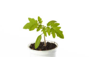 Beyaz arka planda izole edilmiş tencerede taze domates tohumları. Taze domates filizleri.