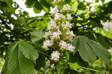 Kestanenin dalları yemyeşil yaprakların arka planında, yakın plan. Bahar zamanı kestane ağacı çiçekleri. Seçici odak, bulanık arkaplan