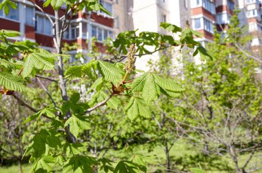 Kestane kestanesi doğanın arka planına karşı, yakın plan. Bahar zamanı kestane ağacı çiçekleri. Seçici odak, bulanık arkaplan