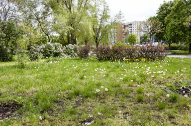 Baharda yeşil çimlerin üzerinde beyaz tüylü karahindibalar. Uçan tüylü karahindiba çiçekleri