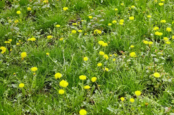 Baharda sarı karahindibalı yeşil çayır. Yerdeki sarı bahar çiçeklerine yakın çekim