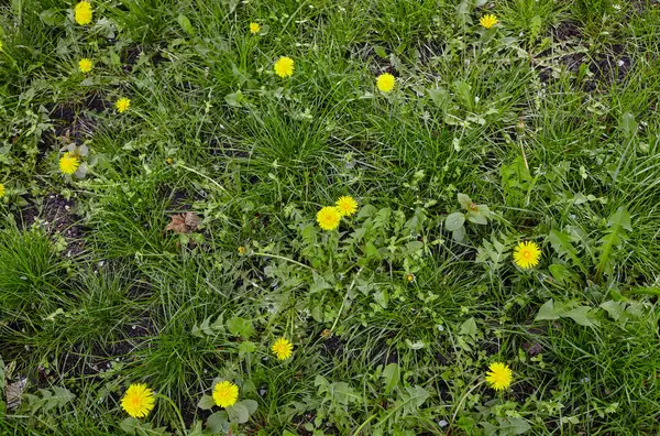 Baharda sarı karahindibalı yeşil çayır. Yerdeki sarı bahar çiçeklerine yakın çekim
