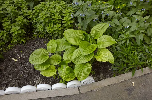 Güzel Hosta gidiyor. Hosta - peyzaj parkı ve bahçe tasarımı için süs bitkisi. Soyadı Asparagaceae, Bilimsel adı Hosta plantaginea