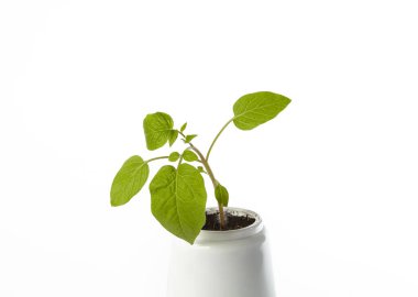 Beyaz arka planda izole edilmiş tencerede taze domates tohumları. Taze domates filizleri.