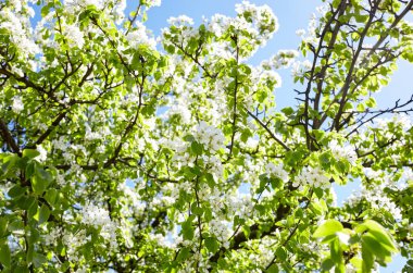 Güzel beyaz armut çiçeği. Çiçekli armut ağacı. İlkbaharda çiçek açan ağacın yumuşak odak görüntüsü