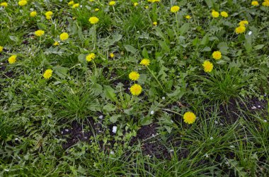 Baharda sarı karahindibalı yeşil çayır. Yerdeki sarı bahar çiçeklerine yakın çekim