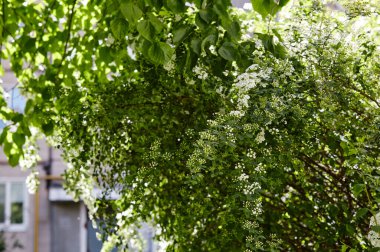 Çiçek çalısı Spiraea Vanhouttei parkta. Baharda güzel süs bitkisi