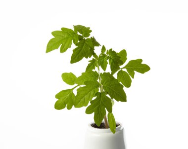 Beyaz arka planda izole edilmiş tencerede taze domates tohumları. Taze domates filizleri.