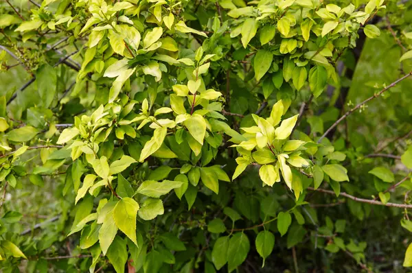 Güneşli bir günde yeşil yapraklı Forsythia dalı. İlkbaharda çalı