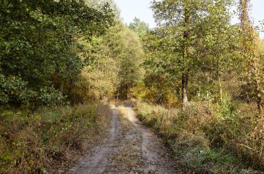 Gökyüzüne karşı yoğun orman. Ormandaki güzel ağaçlar ve yollar.