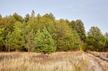 Gökyüzüne ve çayırlara karşı yoğun orman. Ormana giden bir sıra ağaç ve yolun güzel manzarası