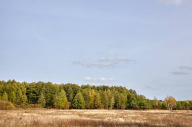 Gökyüzüne ve çayırlara karşı yoğun orman. Bir sıra ağacın ve mavi gökyüzünün güzel manzarası