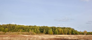 Gökyüzüne ve çayırlara karşı yoğun orman. Bir sıra ağacın ve mavi gökyüzünün güzel manzarası
