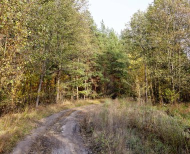 Gökyüzüne karşı yoğun orman. Ormandaki güzel ağaçlar ve yollar.
