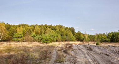 Gökyüzüne ve çayırlara karşı yoğun orman. Ormana giden bir sıra ağaç ve yolun güzel manzarası
