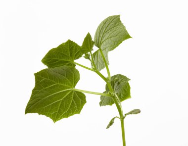 Beyaz arka planda izole edilmiş salatalık tohumları. Taze salatalık filizleri.