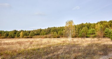 Gökyüzüne ve çayırlara karşı yoğun orman. Bir sıra ağacın ve mavi gökyüzünün güzel manzarası